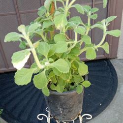 plantas de vaporu