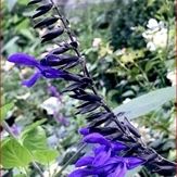 Salvia Coerulea Benth  Blue Anise Sage, Brazilian Sage 'Black and Blue'