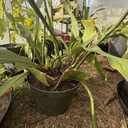 Queen Of The Night Plant 