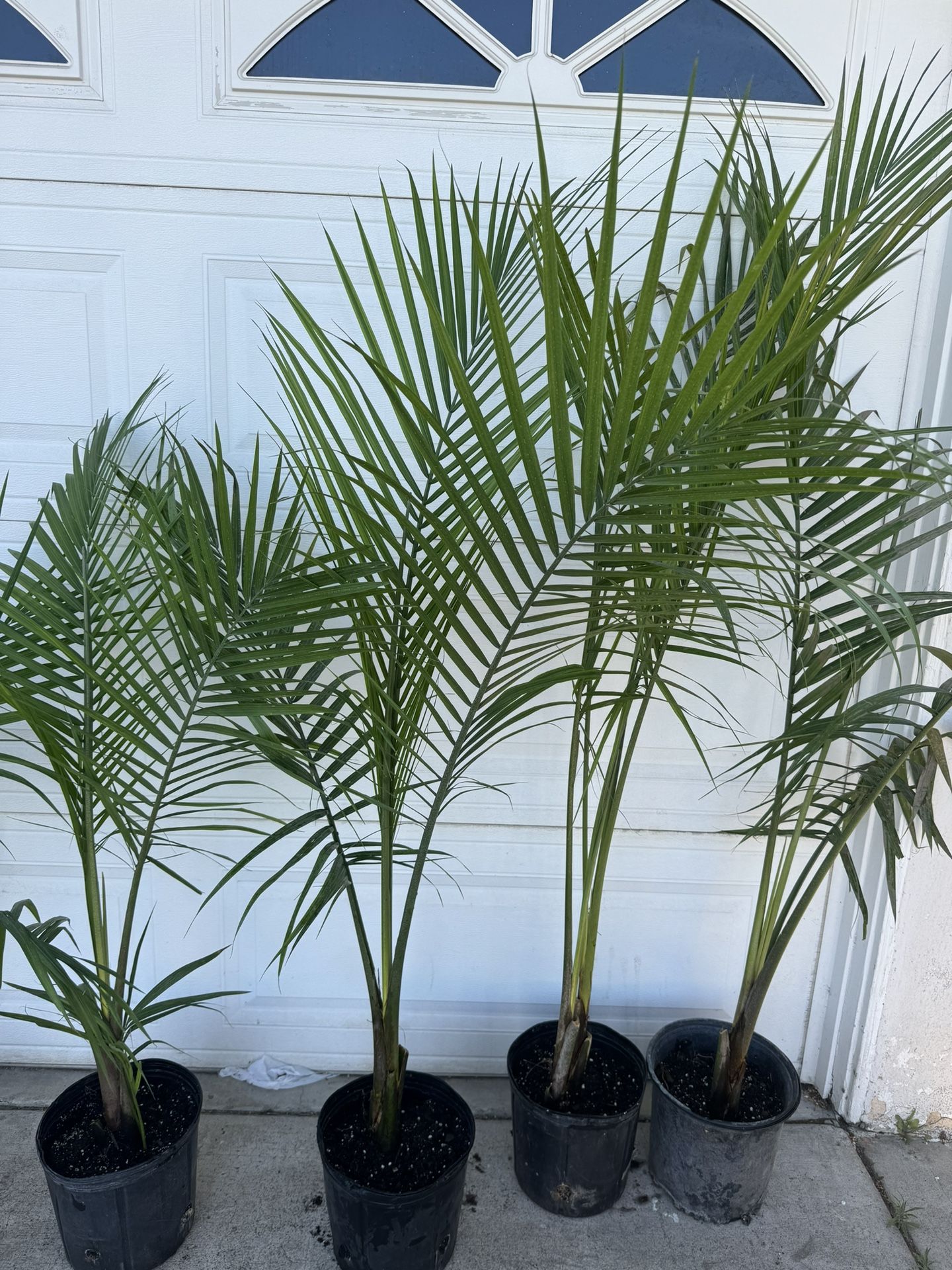 Palm Over 4ft 25$ Each