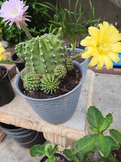 Big pot Easter Lily