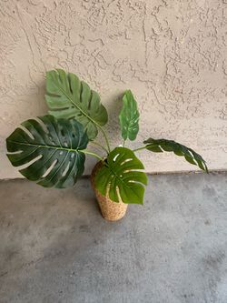 Artificial Monstera Plant in Woven Basket