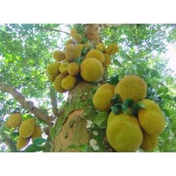 Jackfruit Grafted Trees 3gal Arboles De Jackfruit En 3gal 