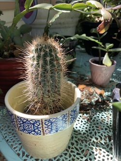 Cactus on ceramic pot in cactus soil $10