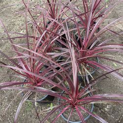 Cordyline