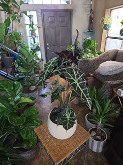 1ft 11in tall Live Alocasia Baginda plant in new 7.5in wide pot with polished stones
