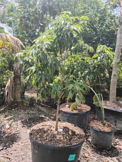 Lychee fruit trees 45gl $350