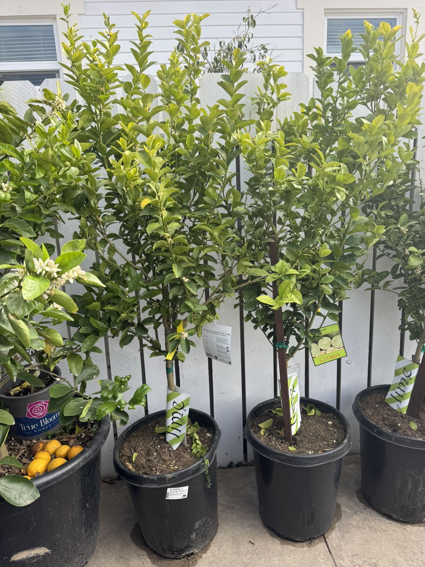 6 Ft 15 G Mex Limes 🍋🟩, Blood Orange 🍊 🍋