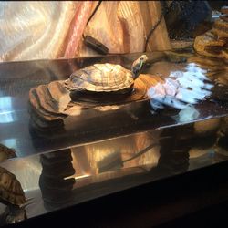 Turtle With Tank Set
