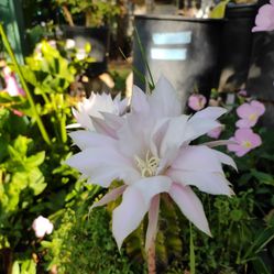 Cactus Pink