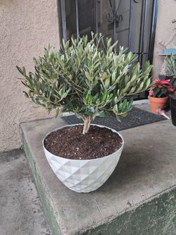Olive Bonsai Tree 