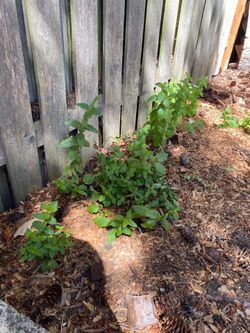 Lemon Mint & Spearmint Plants – $15 Each OBO