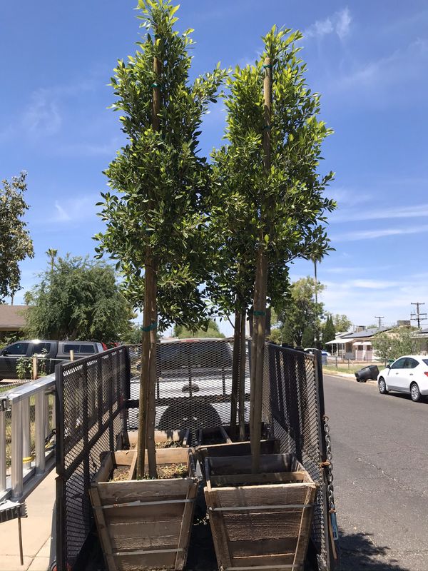 Indian laurel Ficus trees 36 spec for Sale in Mesa, AZ OfferUp