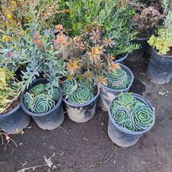 Blue Rose Succulents 