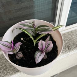 Planter Pot , Plant Included