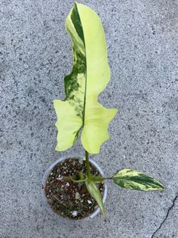 Philodendron Florida Beauty x Mayoii variegated