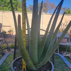 Aloe Vera Plants...well Rooted And Potted