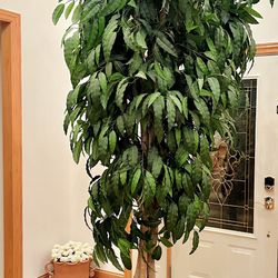 Plant Faux 10ft