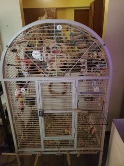 Bird Cage With Extras And Cocketiel