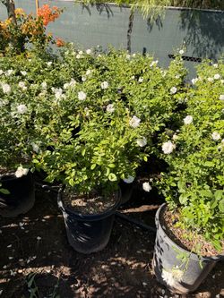 Iceberg roses 15 gal
