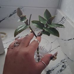 Tradescantia pallida pale puma plant