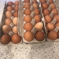 Organic Fresh eggs daily