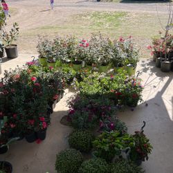 Plants For Sale At The Belton Flea Market 