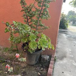 Mix Of Succulent Plants