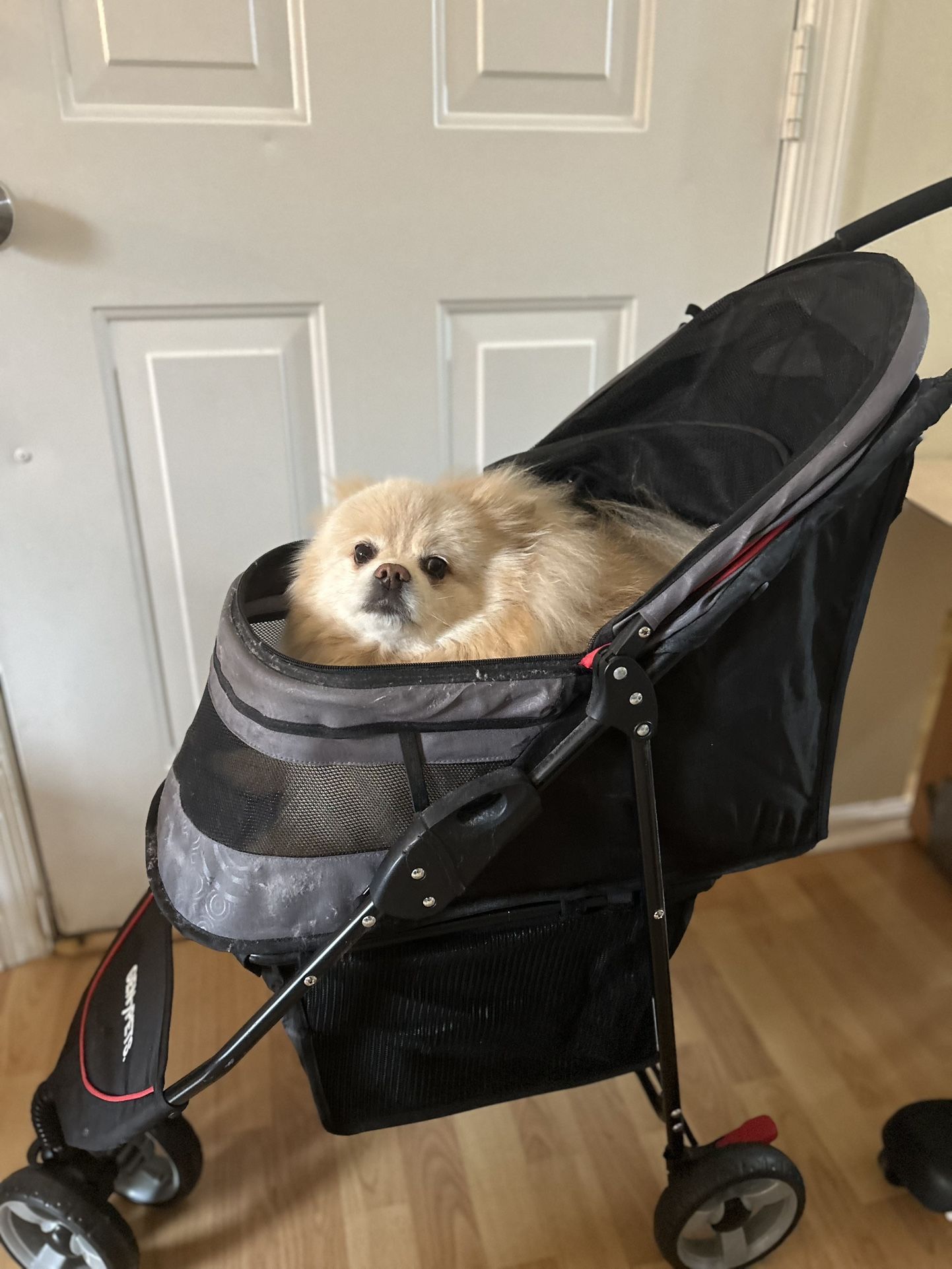 Pet Stroller