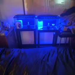 2 10 gallon  tanks with lights and stands