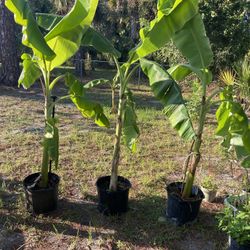 Banana Tree