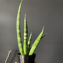 ✨Sansevieria Cylindrica Boncel 'Starfish'✨