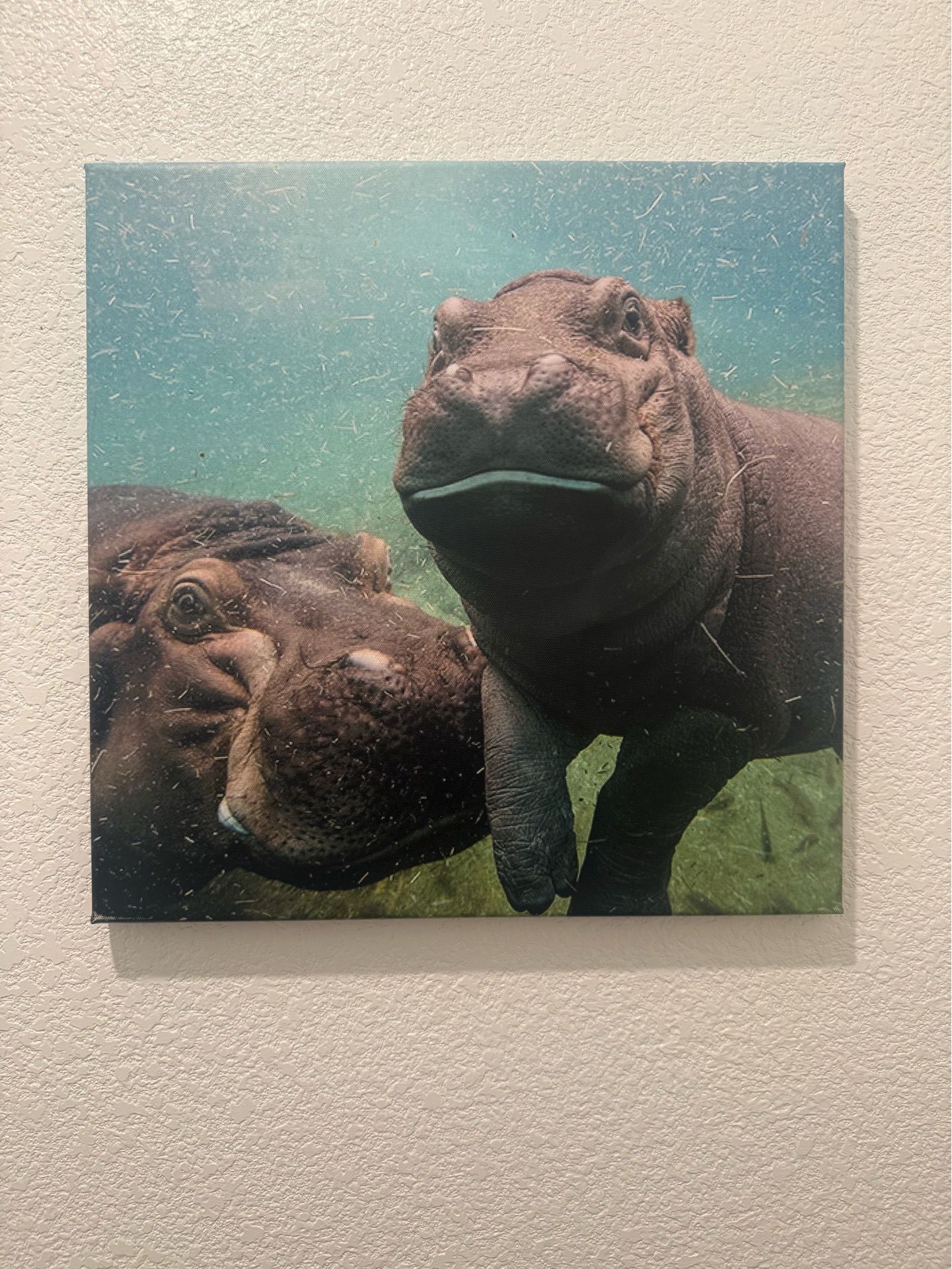 Hippo canvas 16 x 16