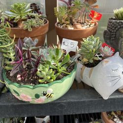Lots Of Succulent Planters
