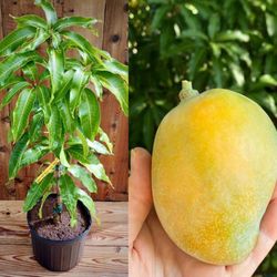 Sweet Tart Mango Grafted   Trees 🌳 