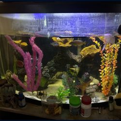 Fish Tank 36gal