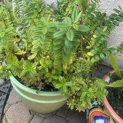 Plant Without Vase