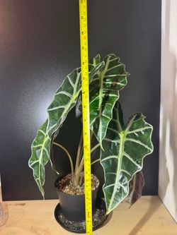 Alocasia Amazonica Polly