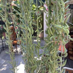 String Of Banana Succulent Plant