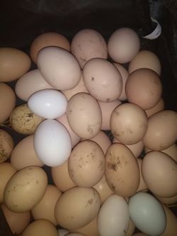 Farm fresh eggs