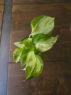 Live Plant manjula  cuttings