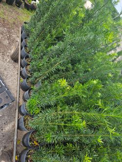 podocarpus Instant Privacy Hedge For Fence Green Full Ready