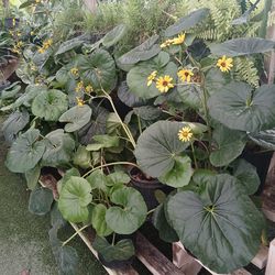 Leopard plants on sale now $25