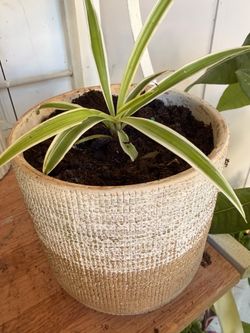 Spider plant