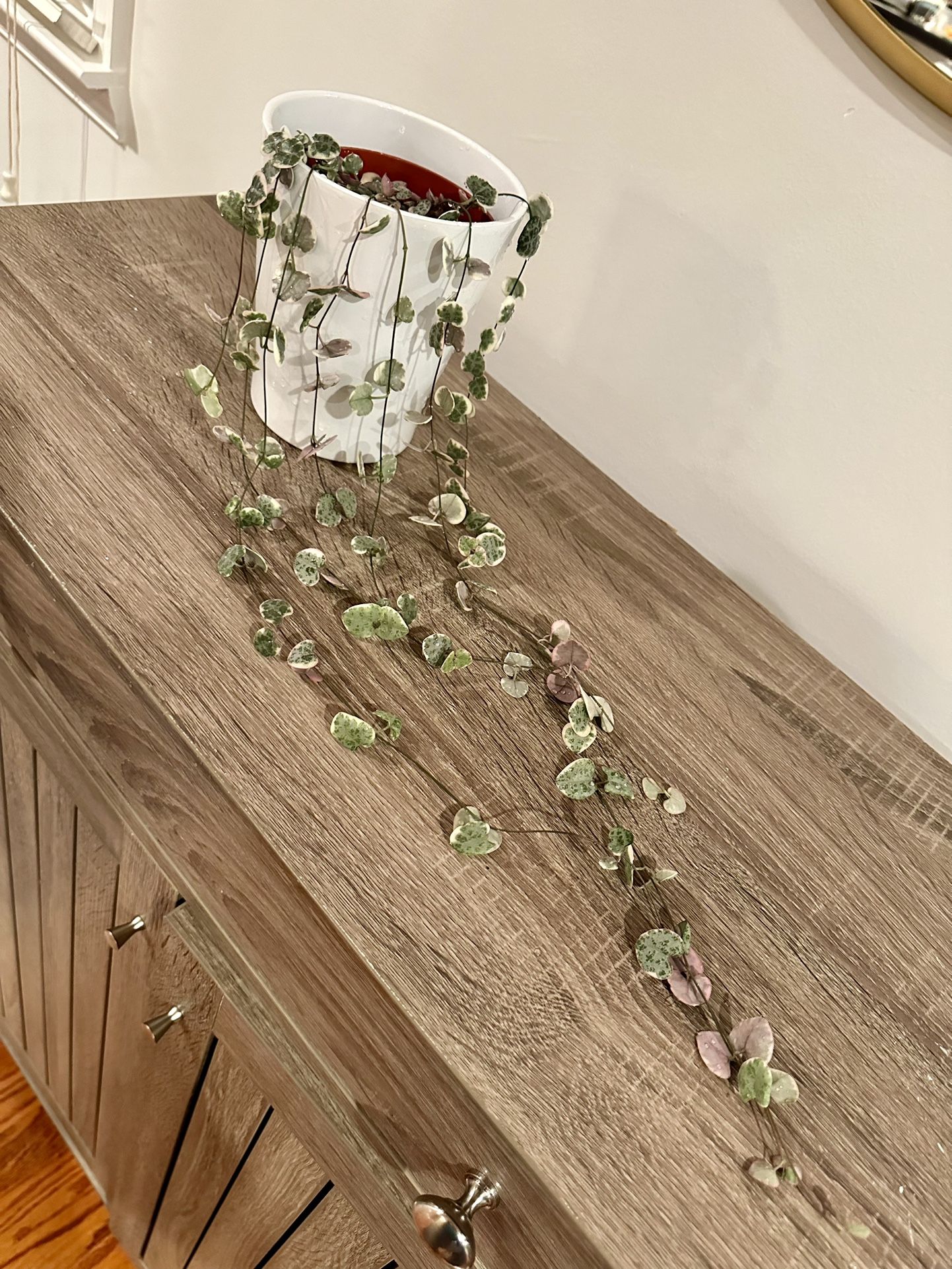 Variegated String of Hearts Plant