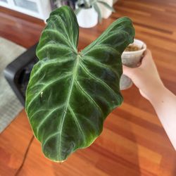 Philodendron Verrucosum cutting (as pictured)