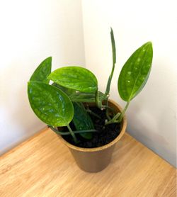 Monstera Peru in 4.25 inch pot