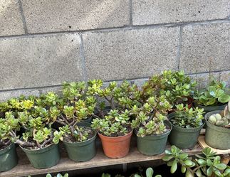 Asstd Small Plants In Pot