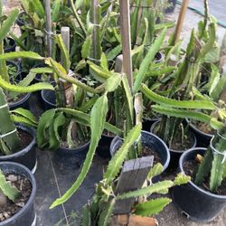 Dragon Fruit