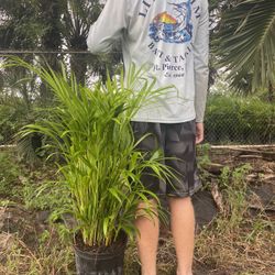 Areca Palms ( Free Delivery )